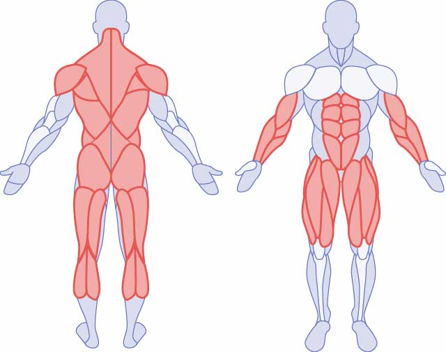Muscles worked by the behind the back deadlift: hamstrings, quads, glutes, calves, erectors, core, lats, traps, biceps, forearms.